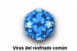 Los virus del resfriado parecen relacionarse con la diabetes tipo 1